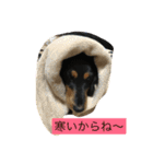 愛犬のつぶやき（個別スタンプ：7）