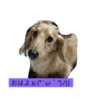 愛犬のつぶやき（個別スタンプ：10）