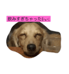 愛犬のつぶやき（個別スタンプ：11）