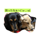 愛犬のつぶやき（個別スタンプ：12）