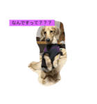 愛犬のつぶやき（個別スタンプ：13）