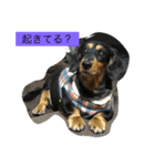 愛犬のつぶやき（個別スタンプ：14）