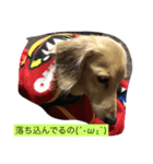 愛犬のつぶやき（個別スタンプ：15）