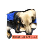 愛犬のつぶやき（個別スタンプ：16）