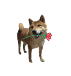 shibaaa2（個別スタンプ：1）