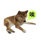 shibaaa2（個別スタンプ：2）