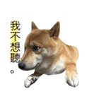 shibaaa2（個別スタンプ：3）