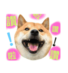 shibaaa2（個別スタンプ：4）