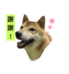shibaaa2（個別スタンプ：5）