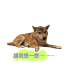 shibaaa2（個別スタンプ：6）