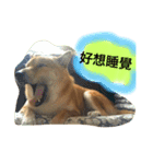 shibaaa2（個別スタンプ：7）
