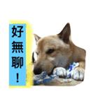 shibaaa2（個別スタンプ：8）