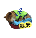 shibaaa2（個別スタンプ：9）