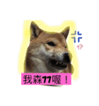 shibaaa2（個別スタンプ：10）
