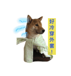 shibaaa2（個別スタンプ：11）