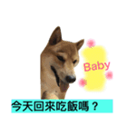 shibaaa2（個別スタンプ：12）