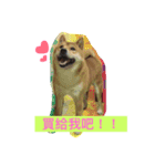shibaaa2（個別スタンプ：13）