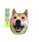 shibaaa2（個別スタンプ：14）