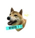 shibaaa2（個別スタンプ：15）