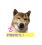 shibaaa2（個別スタンプ：16）