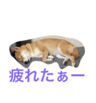 我が家のプライベートスタンプ（個別スタンプ：1）