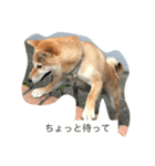 コロちゃん。。（個別スタンプ：6）