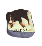 だいふくくんスタンプ☆（個別スタンプ：5）