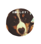 だいふくくんスタンプ☆（個別スタンプ：9）
