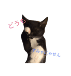 靴下猫のちょびこ♡（個別スタンプ：4）