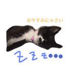 靴下猫のちょびこ♡（個別スタンプ：10）