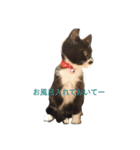 靴下猫のちょびこ♡（個別スタンプ：11）
