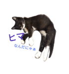 靴下猫のちょびこ♡（個別スタンプ：12）