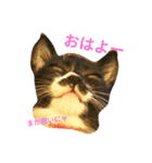 靴下猫のちょびこ♡（個別スタンプ：13）