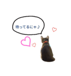 靴下猫のちょびこ♡（個別スタンプ：15）
