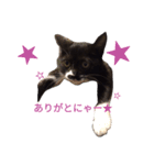 靴下猫のちょびこ♡（個別スタンプ：16）