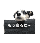 ジャックラッセルテリアのトライ②（個別スタンプ：1）
