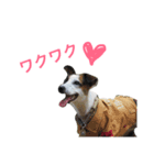 ジャックラッセルテリアのトライ②（個別スタンプ：10）