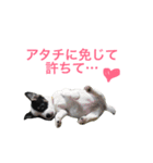 ジャックラッセルテリアのトライ②（個別スタンプ：13）