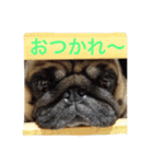 パグ.2（個別スタンプ：1）