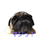 パグ.2（個別スタンプ：7）