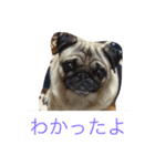 パグ.2（個別スタンプ：11）