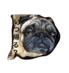 パグ.2（個別スタンプ：14）