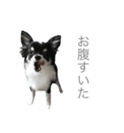 チワワのはなちゃーん1（個別スタンプ：12）