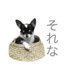 チワワのはなちゃーん1（個別スタンプ：14）
