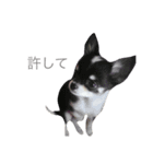 チワワのはなちゃーん1（個別スタンプ：15）