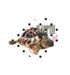 ヘルマンリクガメ とダルメシアン（個別スタンプ：7）