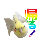 宇宙インコ（オカメの親子）（個別スタンプ：1）