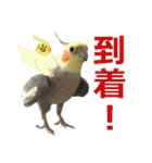 宇宙インコ（オカメの親子）（個別スタンプ：2）