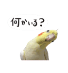 宇宙インコ（オカメの親子）（個別スタンプ：3）