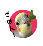 宇宙インコ（オカメの親子）（個別スタンプ：4）